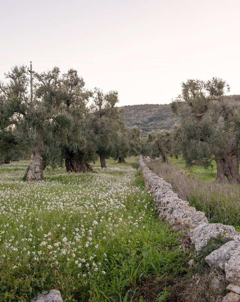 A mystical & wise Olive Tree in Puglia #Italy  Árvores estranhas, Lindas  paisagens, Árvores velhas