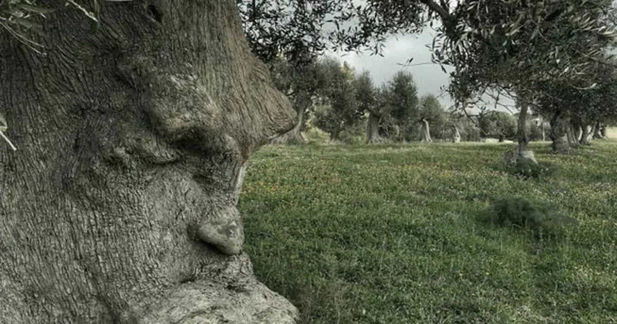 The Thinking Tree of Italy and Puglia’s Magnificent Olive Groves